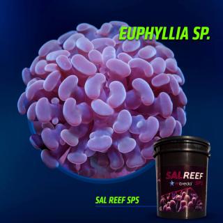 Reef Salt SPS MBreda®