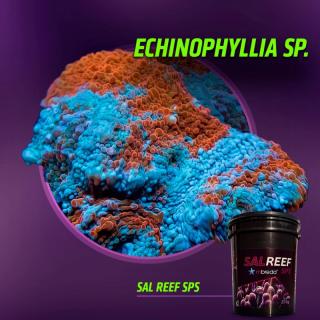 Reef Salt SPS MBreda®